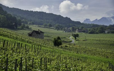 🌞 LES MERCREDIS DANS LES VIGNES – 11h30